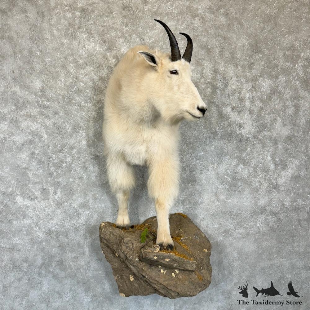 29623 WC | Mountain Goat Life-Size Taxidermy Mount For Sale | eBay
