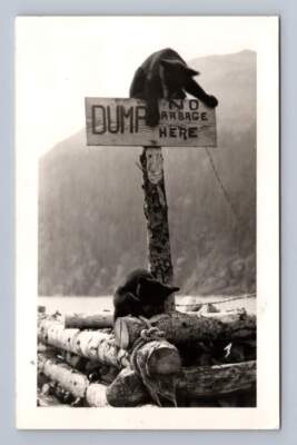 Grizzly Bear on Garbage Dump Sign RPPC Vintage Photo Yosemite? Banff? 1950s