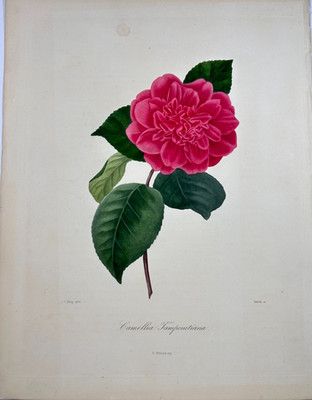 L. Berlèse / J.J. Jung, Camellia Tamponetiana. Stipple engraving, Paris, 1841-43