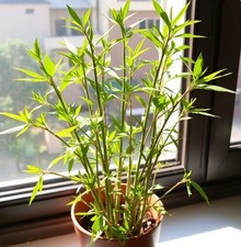 Kalkutta Bambus Pflanze für die Wohnung drinnen Zimmerpflanze groß pflegeleicht-