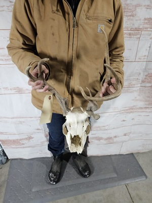 #ad #ad Freak Wild 8 Point Whitetail Deer Antler Rack Horn Skull European Mount Man Cave $79.00