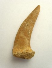 Enchodus lybicus Zahn aus der Oberkreide von Qued Zem bei Khouribga Marokko