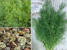 Dill Seeds | Anethum Graveolens  'Herkules" | 6000+ seeds