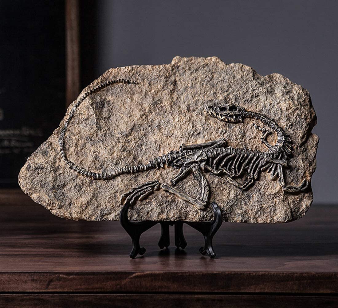 VOANZO Hars Enkele Richel Drakenschedel Model Replica, Dinosaurus Tand Schedel Fossiel, Fotografie Rekwisieten Onderwijstool Huis Ornament
