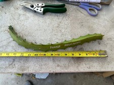 Rare Purple Megalanthaus Dragon Fruit Cutting 10 To 15 Inch