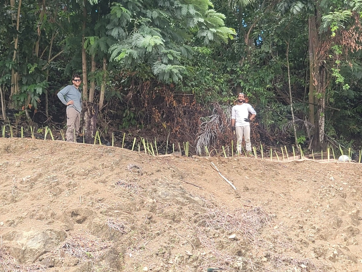 Vetiver live plant for EROSION CONTROL | eBay