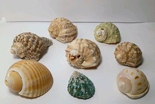 8 Rare Seashell Variety Lot Real Beach Decor Craft Wedding 1 1/4" - 2 3/4"