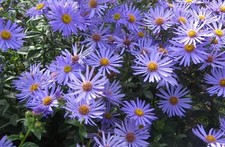 Aster x frikartii 'Monch'  Perennial (LARGE) Plug Plants Pack