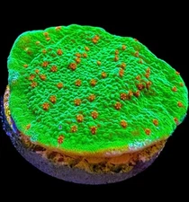 Live Coral Montipora Seasons Greetings 3/4”+