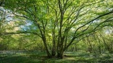 Common Hornbeam (Carpinus Betulus)  100 Seeds  Hedging 