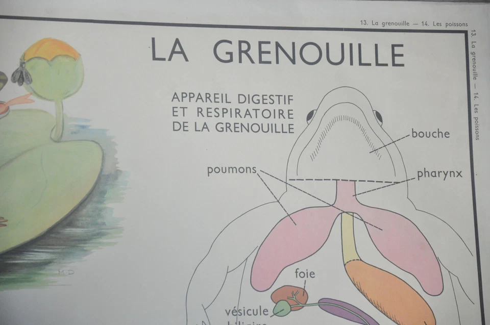 Ancienne affiche pédagogique scolaire collection école Grenouille Poisson Perche - Photo 2/4