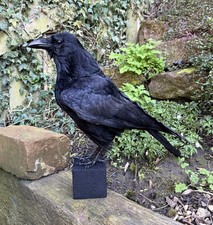 🎃 Taxidermy CROW Not raven man cave gothic skull curiosity Tattoo Halloween Art