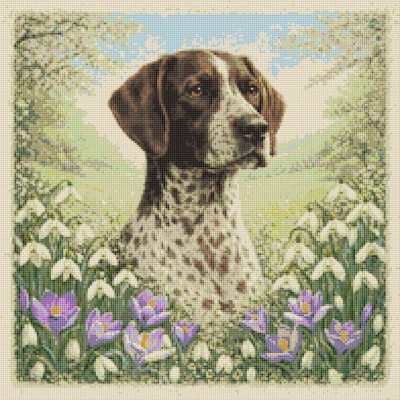 Deutsch Kurzhaar Zeiger Hund im Frühling. Kreuzstich gezählt