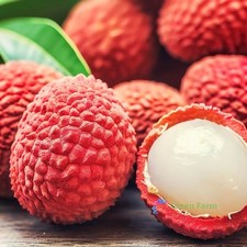 5 Semillas Lichi Litchi Chinensis Jugoso Delicioso Nutritivo Guangdong Dulce Fruta