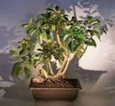 FICUS NATALENSIS Dwarf African Strangler Fig 5 cuttings, no root good for bonsai