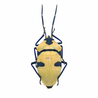 Man Faced Stink Bug (eucorysses grandis) Insect Collector Specimen