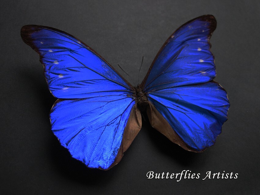 RARE Morpho Rhetenor Cacica Deep Blue Metallic Real Butterfly