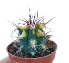 Ferocactus chrysacanthus YELLOW VARIEGATED -  - Cactus a botte con spine dorate