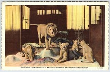 Roosevelt Lion Group Smithsonian Washington DC Vintage Linen Postcard AF310