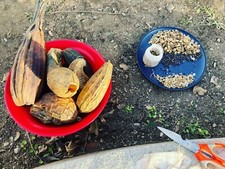 10 New Organic 2023 Best Home Plant Luffa/Loofah Seeds.Good for Vegetable/Sponge