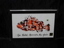 Tiger Rockfish Resurrection Bay Seward Alaska Art Card Print Gyotaku Orange Red