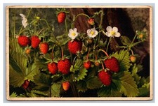 Boston, MA Massachusetts, Wild Strawberry French German Postcard Posted 1947