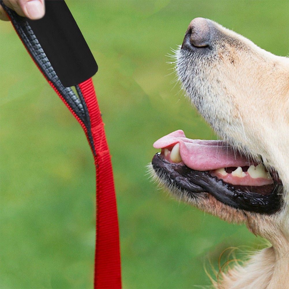 10 Pezzi Manicotti Guinzaglio in Spugna Accessori per Animali Domestici Copri Cani Accessorio foto 6