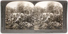 Keystone Stereoview Cutting Tobacco in Havana, Cuba of 1910’s Education Set #297