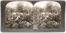 Keystone Stereoview Cutting Tobacco in Havana, Cuba of 1910’s Education Set #297