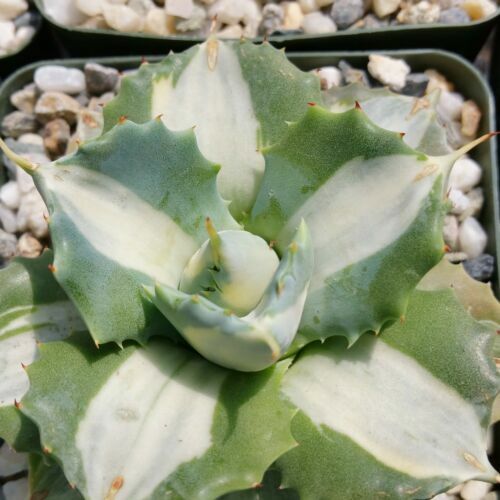 Agave Nizandensis, rare succulent plant cactus aloe exotic