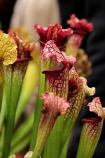 Sarracenia Potting Soil Compost - Pot Soil for Carnivorous Plants 1-33L