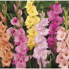 10 x GLADIOLI MIXED PASTEL BULB CORM BEAUTIFUL SPRING SUMMER FLOWER PERENNIAL