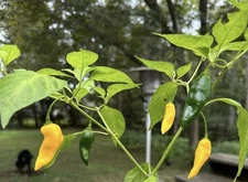Sale!! 5 Lemon Ghost Jalapeño Pepper Plants!! Rooted And Healthy Ready To Ship!!