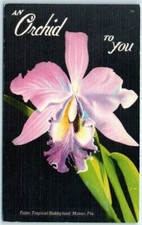 Postcard - Exotic Rare Orchid - Tropical Hobbyland, Miami, Florida