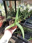 Aloe hybrid vera & maculata 4” Pot Live Succulents — photo 2