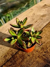 Sedum Nussbaumerianum | Orange succulent plant 