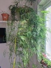 Asparatus Plumosus Indor Plant  180 Cm Long Plant Pot