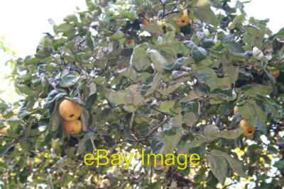 Photo 6x4 Quince Tree Greyfriars Worcester Looking ever-so-much like pear c2006