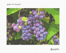 Grapes In Vineyard Needlepoint Kit or Canvas
