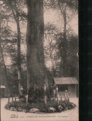 Foret De Fontainebleau- Le Jupiter ( 1912)