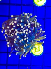 BEC Ultra Pink Tip Torch Euphyllia WYSIWYG Live Coral Frag LPS Rare