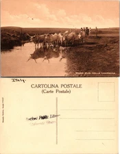 Italy Postcard Roma-Buoi Nella Campagna with Cattle Reflection