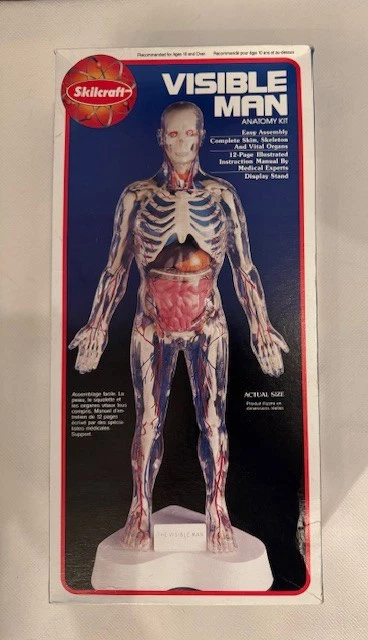 希少 Skil Craft Visible Man Anatomy Kit Skilcraft Visible Man Anatomy Kit : Amazon.in: Toys & Games