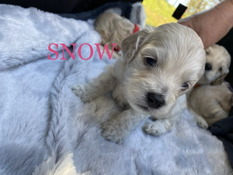 spoodle puppies for sale gumtree