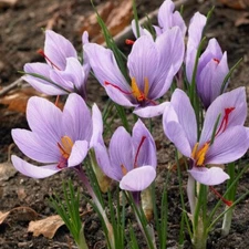 Saffron Autumn Crocus (Crocus sativus) - 50 Seeds | Fall-Blooming Purple Beauty