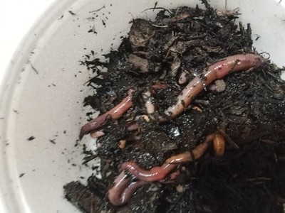 12 count Live  Red Wigglers (2 inch  worms) for Fish Bait or Pet Food 