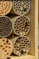 Insektenhotel Bienenhaus Insektenhaus Wildbienen Holz PapierröHrchen AufhäNgen