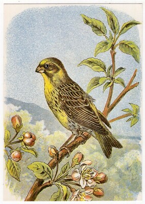Künstler-AK / ''Heimische Vögel'', Girlitz, Werbekarte Fa E. Otto Schmidt