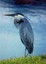 great-blue-heron349