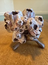 Véritable grappe de barnacle en gland violet (1,0 lbs) avec support en bois vintage 1981